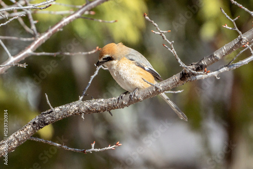 Obraz na płótnie Bull-headed Shrike w salonie