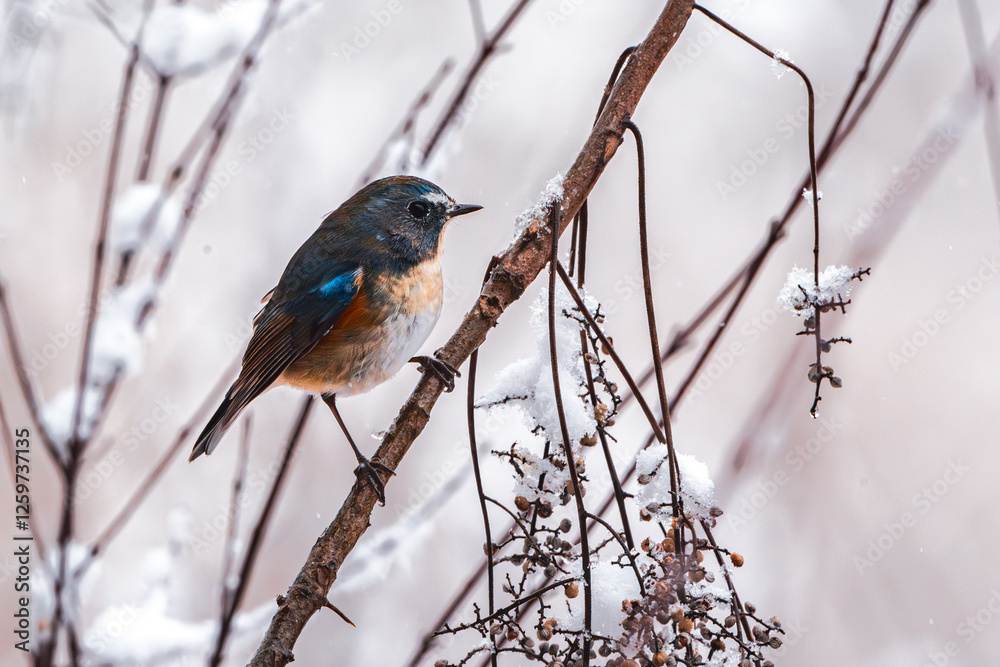 Red-flanked Bluetail