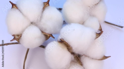 Rotation of Cotton plant flower on white background. Top view. White and brown cotton ball flowers circle.