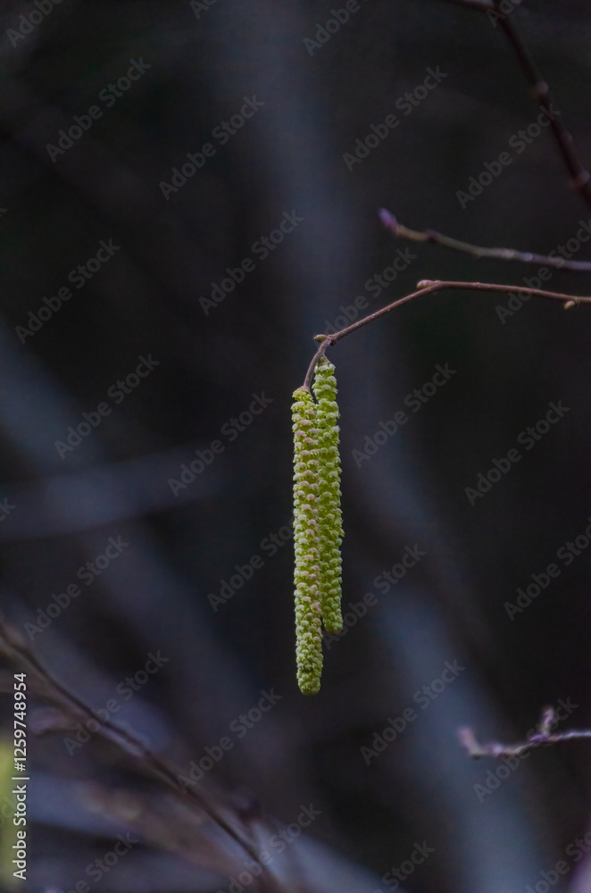 Delicate hazel catkins hanging from a thin branch against a blurred forest backdrop. Nature’s early signs of spring, close-up shot, soft lighting, shallow depth of field, tranquil mood, organic Delicate hazel catkins hanging from a thin branch against a blurred forest backdrop. Nature’s early signs of spring, close-up shot, soft lighting, shallow depth of field, tranquil mood, organic