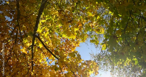 yellow maple foliage on branches in sunny autumn weather, beautiful maple foliage during warm Indian summer in warm autumn weather