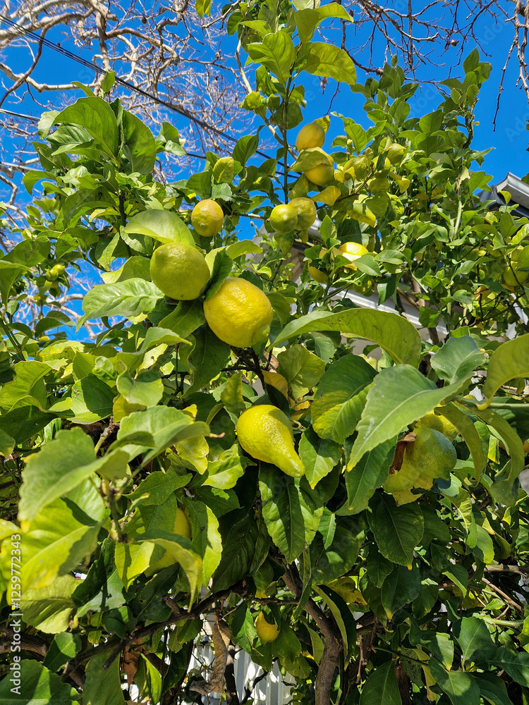Lemon fruit on a tree in the middle of winter.