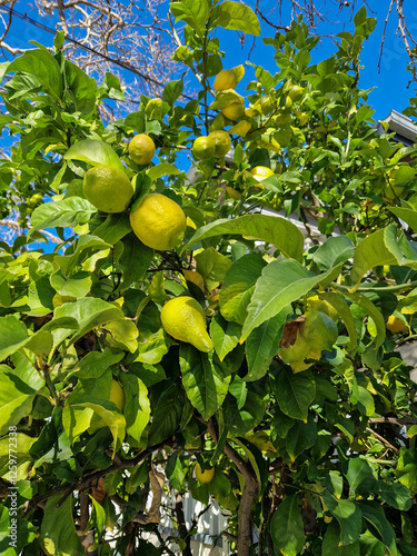 Obraz na płótnie Lemon fruit on a tree in the middle of winter. w salonie