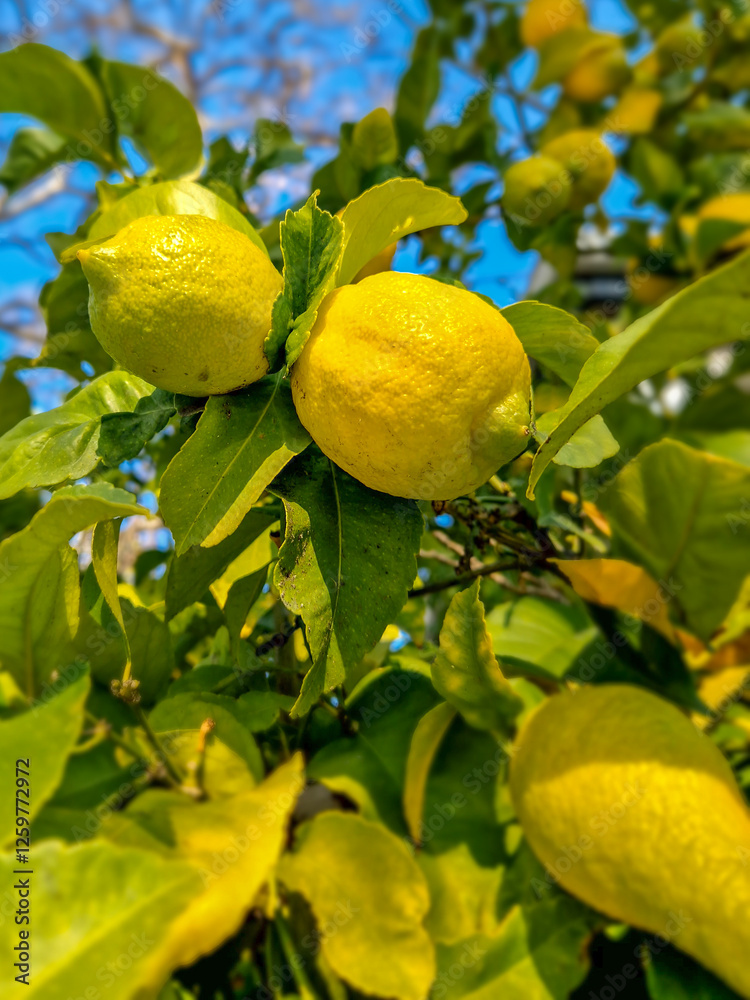 Lemon fruit on a tree in the middle of winter.