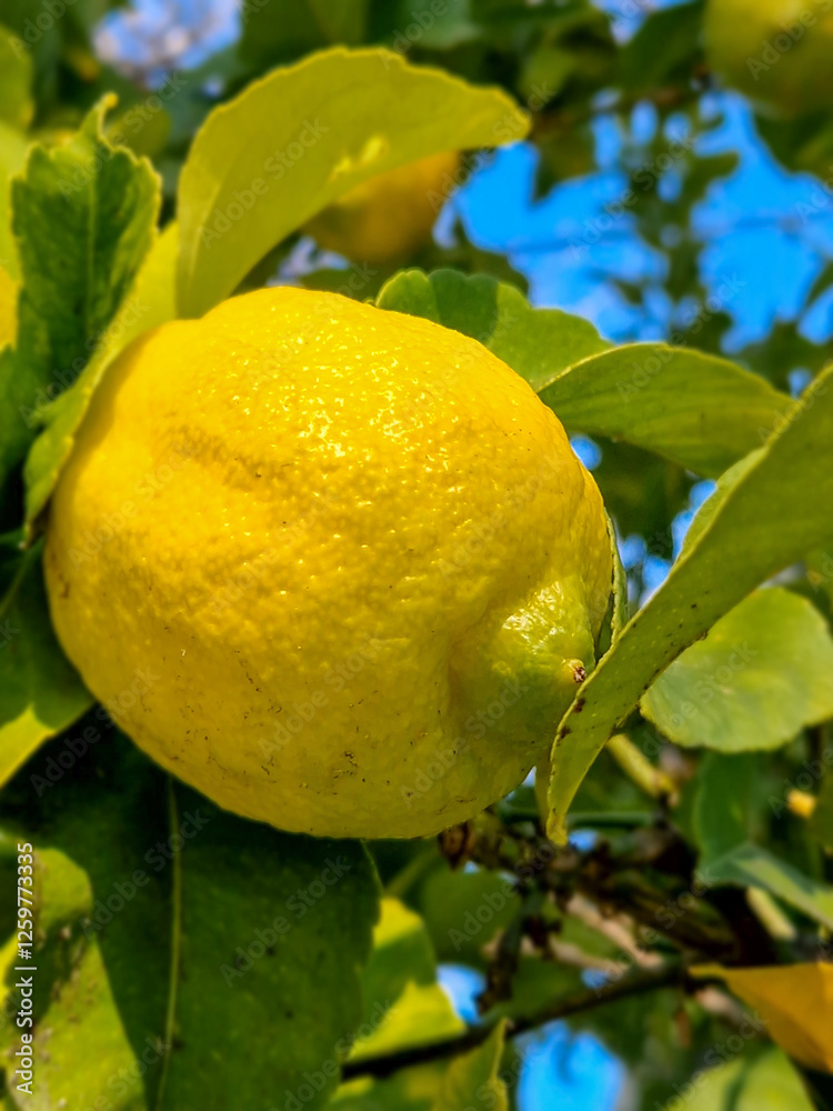 Lemon fruit on a tree in the middle of winter.