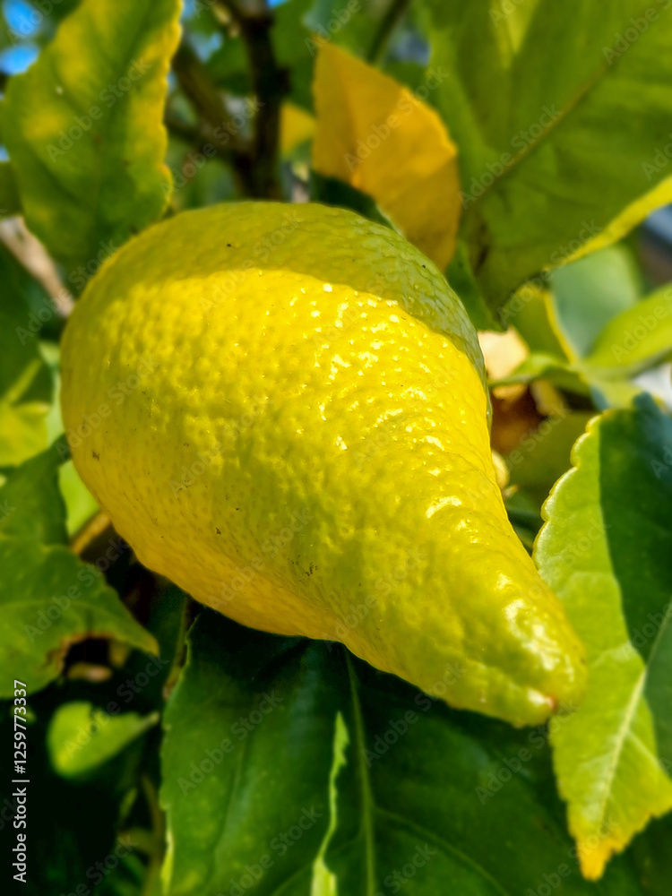 Lemon fruit on a tree in the middle of winter.
