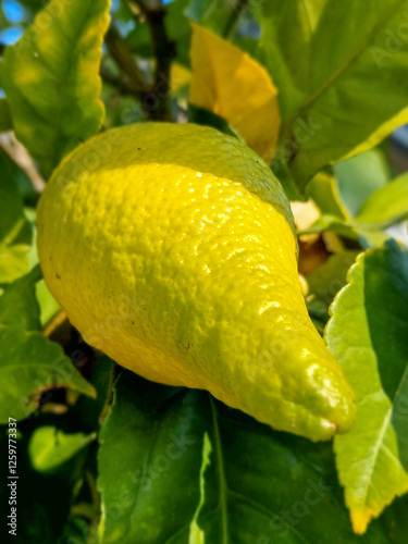 Obraz na płótnie Lemon fruit on a tree in the middle of winter. w salonie