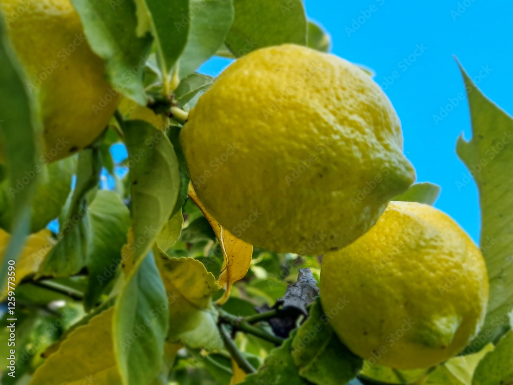 Lemon fruit on a tree in the middle of winter.