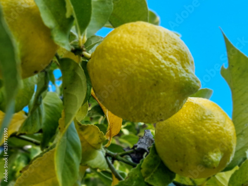 Obraz na płótnie Lemon fruit on a tree in the middle of winter. w salonie