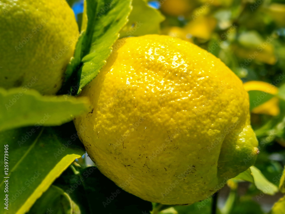 Lemon fruit on a tree in the middle of winter.