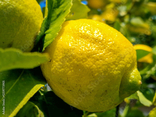 Obraz na płótnie Lemon fruit on a tree in the middle of winter. w salonie