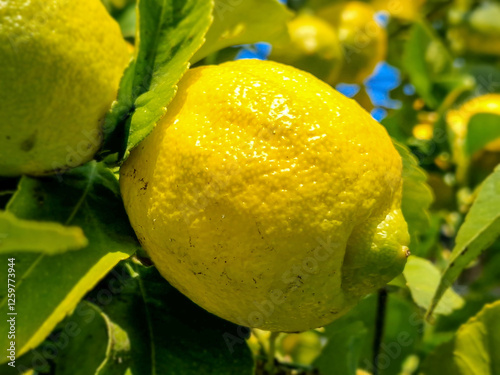 Obraz na płótnie Lemon fruit on a tree in the middle of winter. w salonie