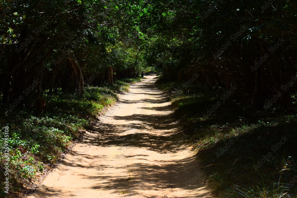 Fototapeta premium Amazing Wild Life of Sri Lanka