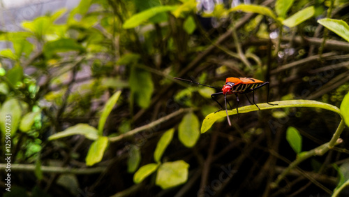 Vibrant Insect on a Black Surface: A Macro Nature Shot