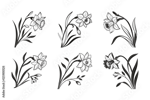 Daffodil (Narcissus spp.) silhouette vector illustration