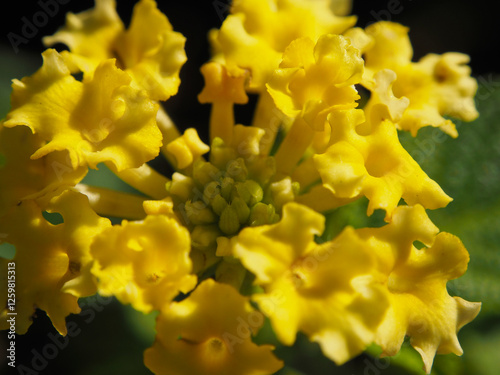 植物園のランタナ photo