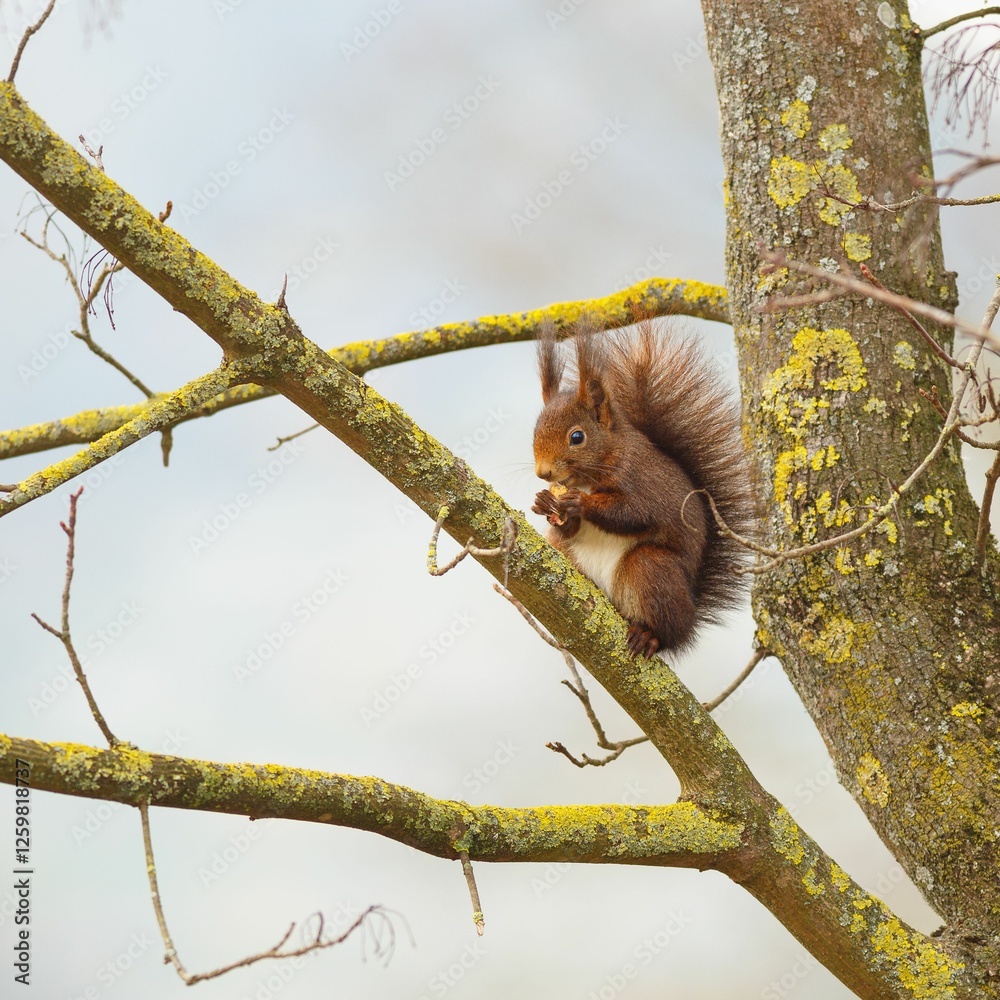 Obraz premium Red Squirrel on Lichen-Covered Branch