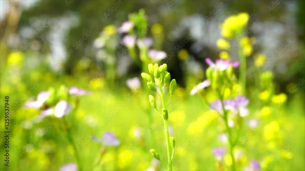 A vibrant spring meadow filled with blooming flowers, creating a picturesque and serene natural landscape. A vibrant spring meadow filled with blooming flowers, creating a picturesque and serene natural landscape.