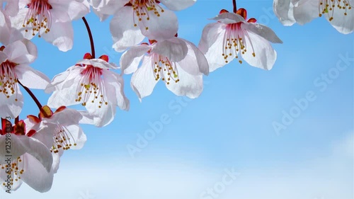 Large Japanese cherry blossoms with delicate light pink petals sway in the wind. Beautiful blooming sakura flowers against a bright blue sky. 4K
