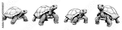 Detailed sketches of four distinct turtles in various poses and orientations showcasing their features and textures