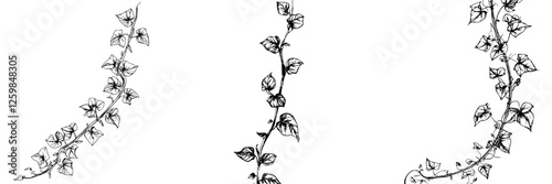 Curly ivy vines with detailed leaves, perfect for botanical illustration or design elements in decor projects