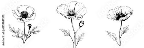 Floral illustrations of poppies showcasing different stages of growth in black and white line art