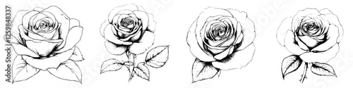 Detailed sketches of roses showcasing various angles and perspectives, captured in an artistic style with intricate line work