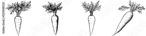 Carrot illustrations display varying shapes and sizes of root vegetables with detailed foliage in black and white