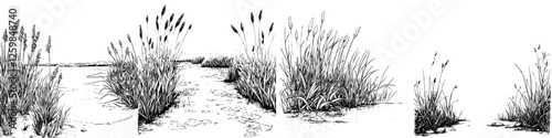 Detailed black and white illustration of shoreline grass and vegetation in a natural landscape during daytime