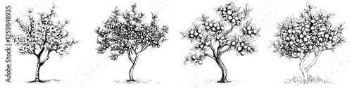 Detailed line drawings of fruit-bearing trees showcasing various growth stages in a natural setting