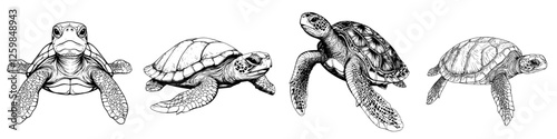 Various species of turtles swimming gracefully in ocean waters depicting marine life diversity