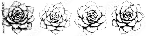 Detailed sketches of various succulent flowers showcasing intricate designs and unique shapes