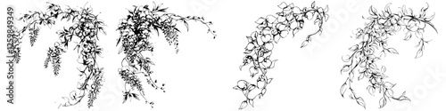 Botanical illustrations of cascading vines showcasing intricate details and delicate structures in black and white