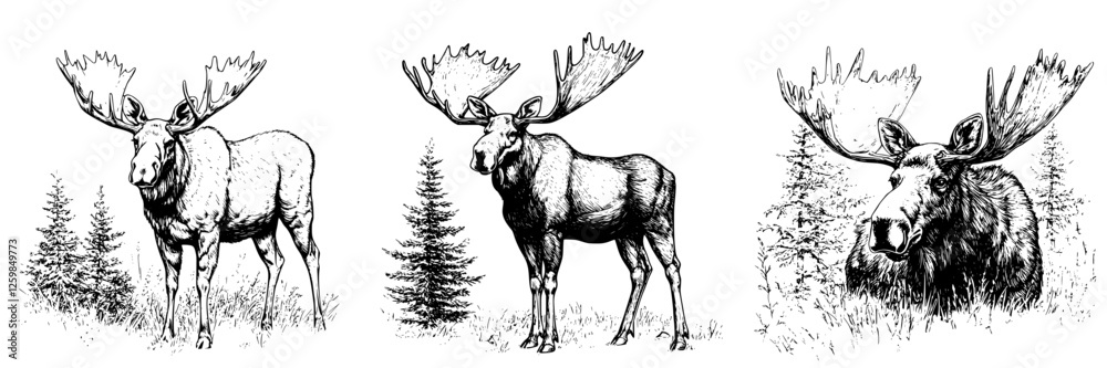 Obraz premium Majestic moose grazing in a lush forest habitat during the serene morning light