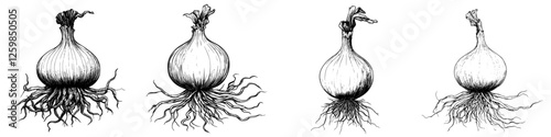 Hand drawn vector illustration of various onions with detailed roots at different growth stages