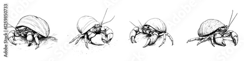 Hermit crabs exploring their unique shells in a hand-drawn vector illustration style depicting details of marine life