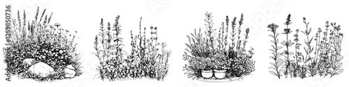Detailed hand-drawn vector illustration of various wildflowers in a natural setting