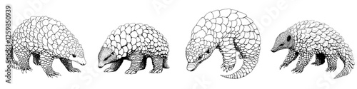 Hand-drawn vector illustration of various pangolin species in natural posture and detail