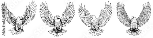 Hand-drawn vector illustration of four majestic birds in flight, showcasing detailed wing positions and unique characteristics