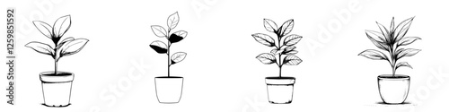 Hand-drawn vector illustration of four potted plants showcasing different leaf shapes and styles