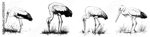 Hand-drawn vector illustration capturing storks feeding in a wetland setting during the early morning