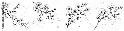 Hand-drawn vector illustration of blossoming cherry branches through various stages of bloom