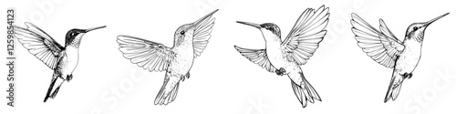 Delicate hummingbirds in hand-drawn vector style capturing graceful movements and intricate details