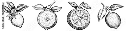 Vector illustration of hand-drawn lemons showcasing whole and sliced fruits with leaves and intricate details
