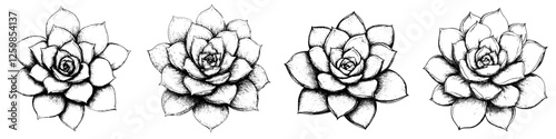 Detailed hand-drawn vector illustration of beautiful blooming roses showcasing various stages in an elegant arrangement