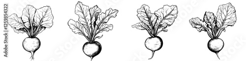 Hand-drawn vector illustration of radishes with detailed foliage showcasing their natural beauty