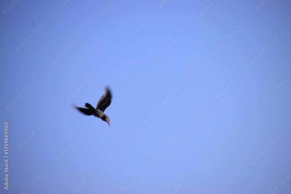 bird in flight bird in flight