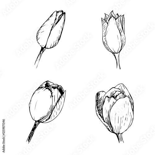 Hand-drawn set of tulip buds. Vector illustration in black ink on a white background for for postcards, packages, prints