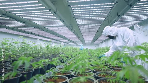 Scientists farming workers working along cannabis farm aisles checking plantation leaf quality, cannabis growing room, marijuana production industry, cbd thc research, alternative medicinal farming