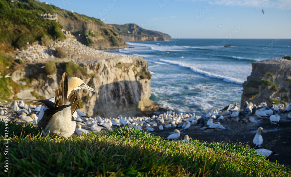 Thousands of birds at Muriwai Gannet Colony. Auckland.